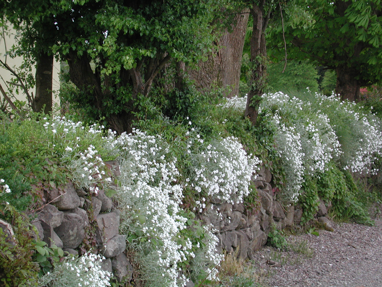 Rock garden in Enniskeane.jpg 556.6K